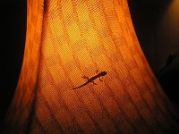 2007-01-08GeckoFriend  Mom's gecko friend!