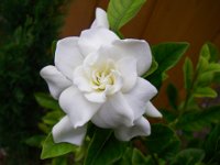 IMGP2811  A gardenia by the deck.