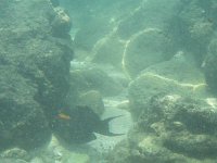 goldrim surgeonfish  More surgeonfish - we think the goldrim surgeonfish.