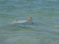 P1180041  Turtle right by shore.