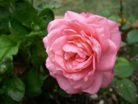 IMGP7524  First little mini rose in our garden!