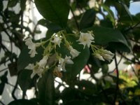 IMGP8987  And jasmine in bloom!