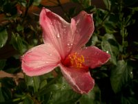 IMGP8985