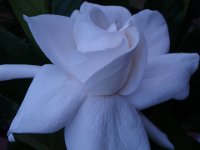 P7010002  Our gardenia has been blooming like crazy. So nice to smell on  your way into the house.