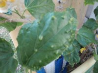 P8030004  Mites causing "galls" on another hibiscus.