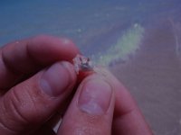 P8170048  Tiny crab!
