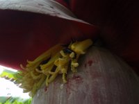 P8260002  Bugs on a banana tree.