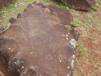 P2030001  We visited the birthing stones (Kukaniloko) on one of our Tuesday adventures. It is the place where ali'i were born, in the central plains of O'ahu. This particular stone was carved and used as a sun dial - there is a concentric ring in the middle of the stone. It was used to mark different seasons as light would cast a shadow right through the middle of the concentric circle during the solstice.