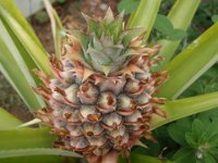 P3120017  Our pineapple is growing and growing!