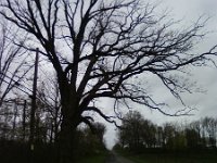 ATT00128  Neat tree on a country road.