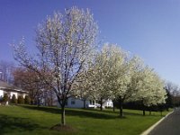 ATT00224  Beautiful dogwoods on a run.