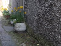 P4250151  And flowers at every turn, softening the look of the stone all around.