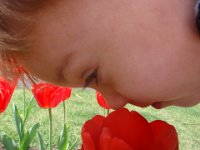 P4290468  Sniffing the tulips...