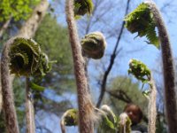 P4290492  Fiddleheads!