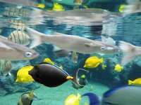 P6020168  Got a good look at many of our reef fish friends. Aren't they amazing?