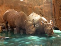 2010-01-18ZooDay (13)Hippos  This rhino couple was very funny. She (on the left) seemed annoyed at him. Shoved him around and out of the pool, then across the pen. Maybe she wasn't done harping on something :)