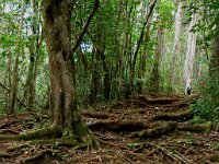 IMG 0011  Lots of roots on Hawaii hiking trails! Can you say slippery when wet???