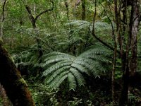 2010-03-23MaunawiliDemoAndFalls (19)  The biggest ferns I've seen in a while. Sam was fascinated.