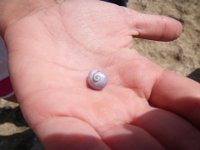 IMGP0884  This little shell blows a mucus bubble to glide along the surface of the water, if I remember correctly.