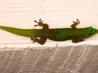 IMGP1529  Now at Foster Botanical Gardens, right on Vineyard and Nuuanu in downtown Honolulu. The 13-acre park is really something. Jurassic-size trees in the middle of the hustle and bustle of downtown. This huge gecko is quite impressive! I bet he hangs out all night by the bathroom lights feeding on bugs.