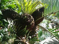 IMGP1559  Jurassic cycads.