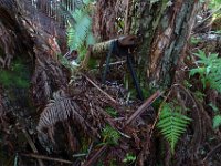 2011-01-30BigIslandNiaulaniRainForest (11)