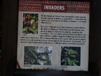 2011-01-30BigIslandNiaulaniRainForest (12)
