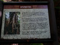 2011-01-30BigIslandNiaulaniRainForest (13)