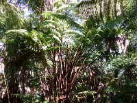 2011-01-30BigIslandNiaulaniRainForest (4)