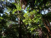 2011-01-30BigIslandNiaulaniRainForest (5)