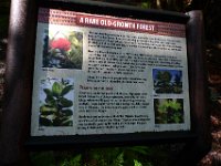 2011-01-30BigIslandNiaulaniRainForest (6)