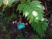 2011-01-30BigIslandNiaulaniRainForest (7)