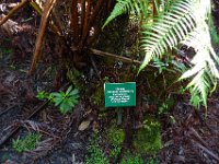 2011-01-30BigIslandNiaulaniRainForest (8)