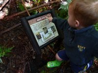 2011-01-30BigIslandNiaulaniRainForest (9)