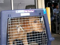 10-9-2003CaffreyAtAirport  Getting ready to fly to CA! I remember crawling in the crate first, treat in my mouth, to show her that it was ok.