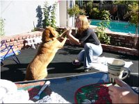 12-25-03DoggiePlayTime (25) (Large)
