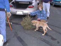 xmas97treecaf  Caffrey at just four months old!
