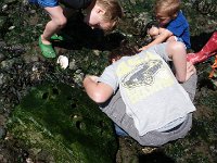 IMGP4231  Sam found a live red rock crab!