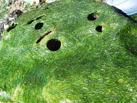 IMGP4232  Clams actually bore these holes in rocks! Wow!