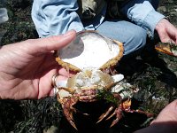 IMGP4234  Dead red rock crab. The lung-like things on the sides are gills.