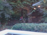 IMAG0868  I look out from the living room and see him, perched in the tree like a Bald Eagle. Or chipmunk.