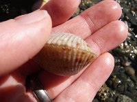 IMGP4814  And then this live clam!