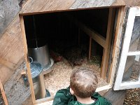 IMGP5007  Ben is checking out their adjustment to the coop. It is raining but he doesn't care!
