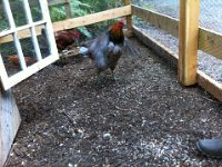 KingCluckit flappig