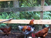 KingCluckit