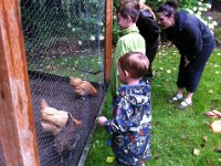 photo 1  Going over to meet the hens we are adopting from Tijen.