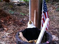 photo 17  Eagle taking a rest with the flag. We had a great time - thanks for coming by and warming our home up with your visit!