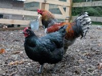 IMGP5679  Thought I'd take a few chicken family photos for their holiday card :) This is Jersey and Merlin. He seems to like his latest hen! She can fly over the fence to get out into the bigger garden area, whereas the other hens can't. So they go on "dates" like this every day.