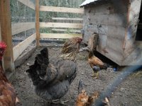 IMGP5719  A little hen meeting!