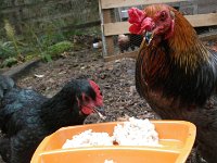 IMGP5732  Eating some porridge on their date! Merlin does some really cute clucks to tell the hens when he finds something good. He calls them over to share it!